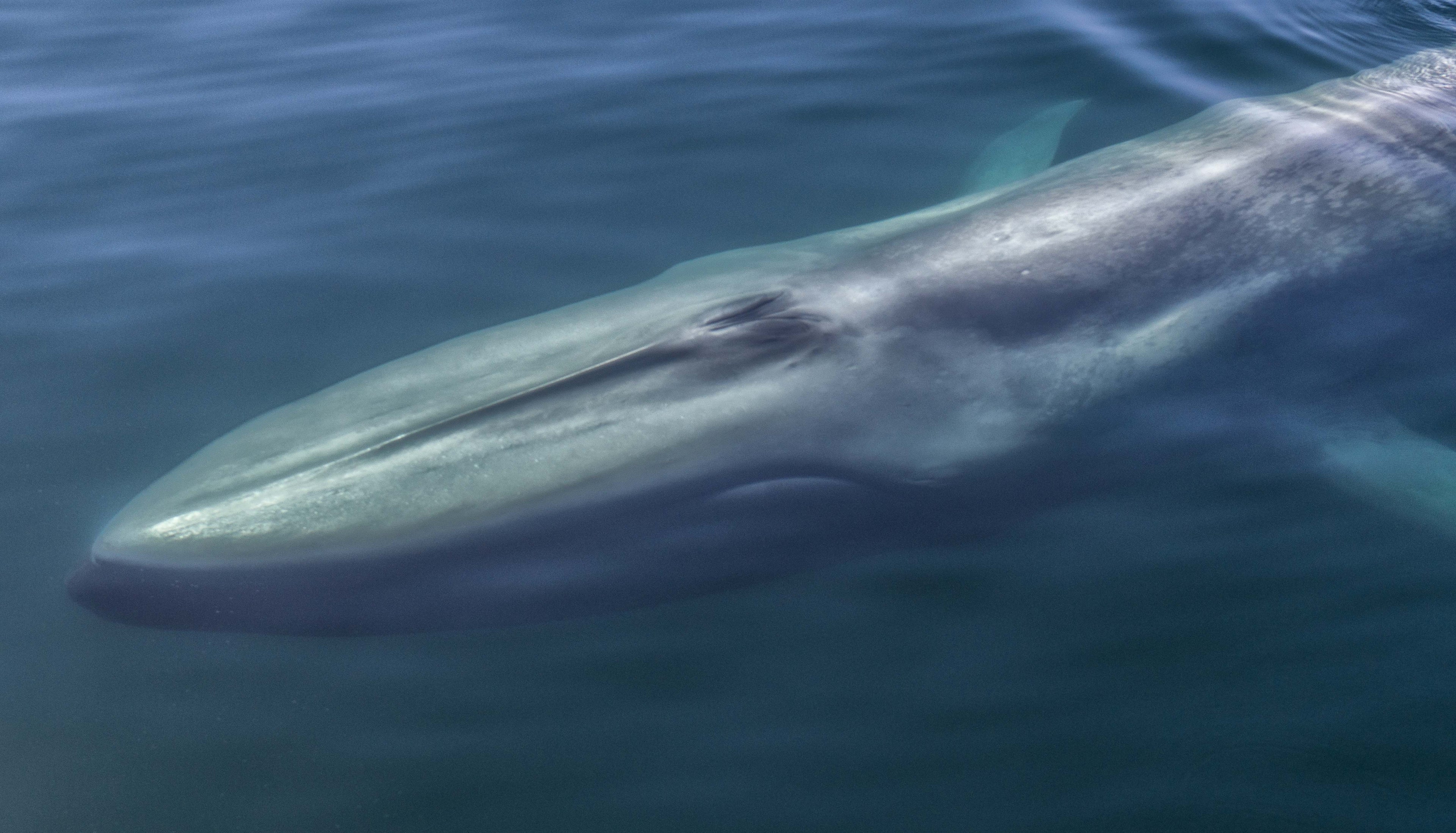 Blue Whale Surface