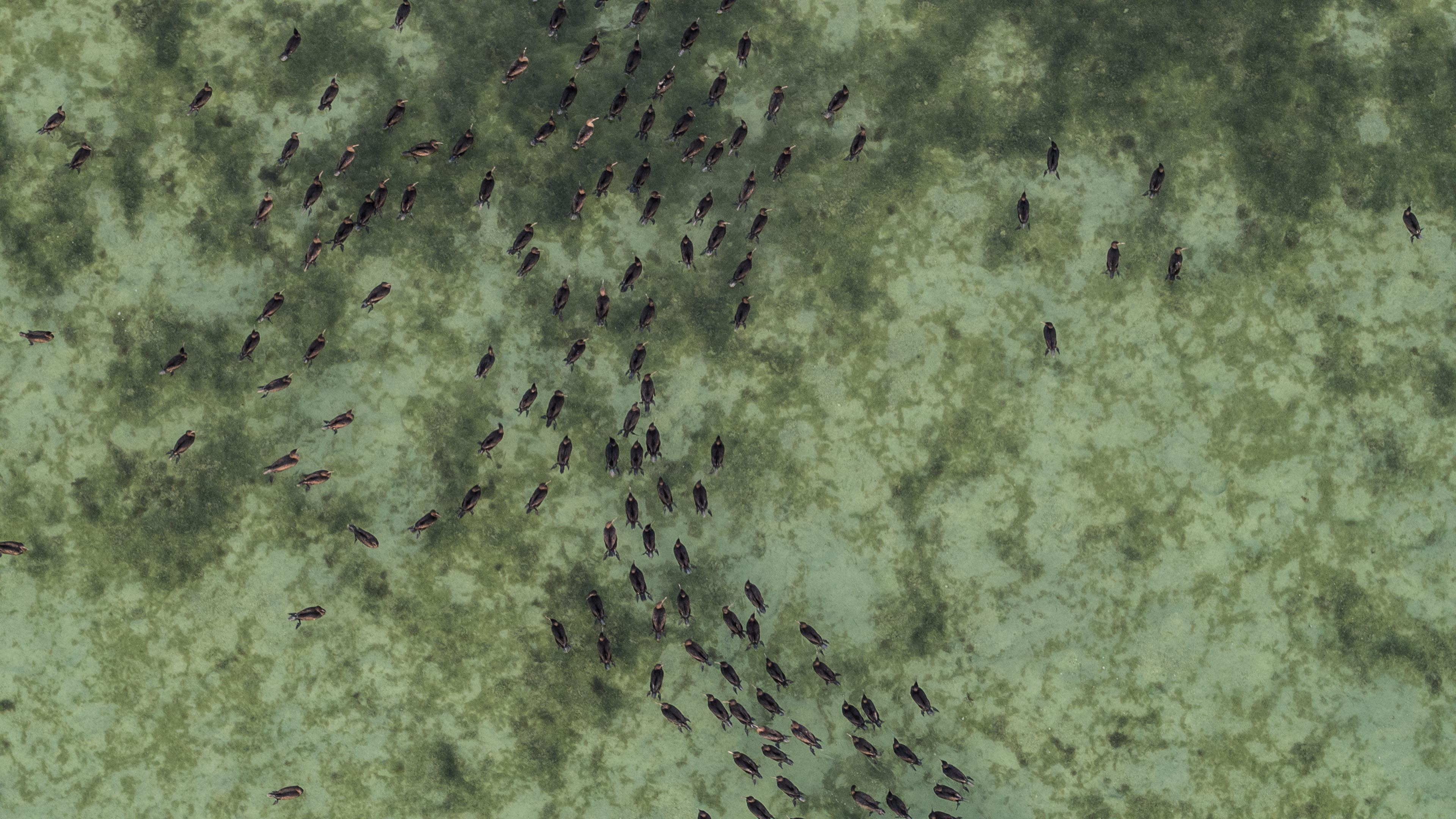 Aerial Cormorants print