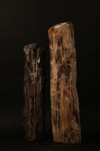 Large Polished Petrified Wood Sculpture