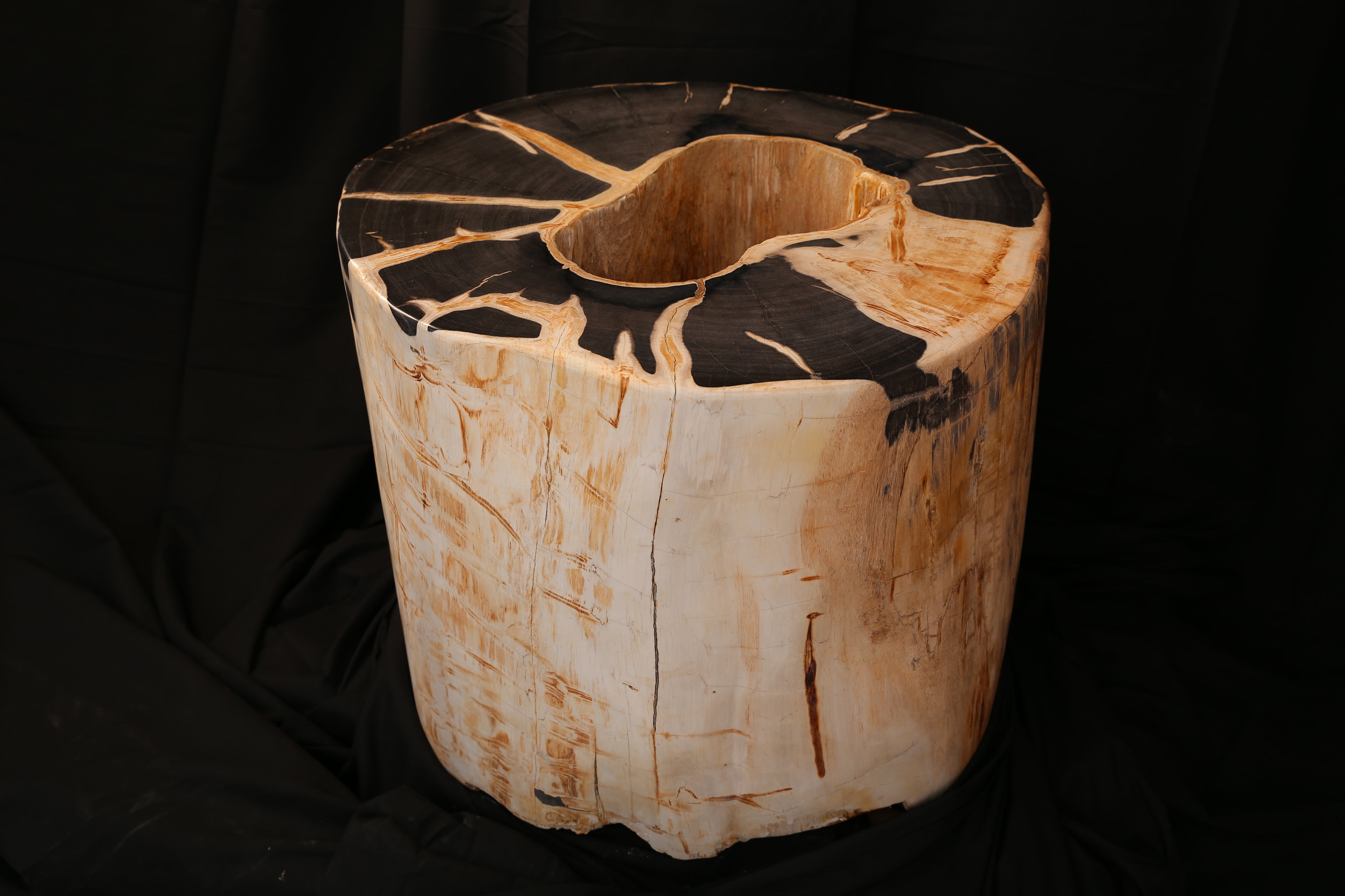 Rare Specimen of Petrified Wood