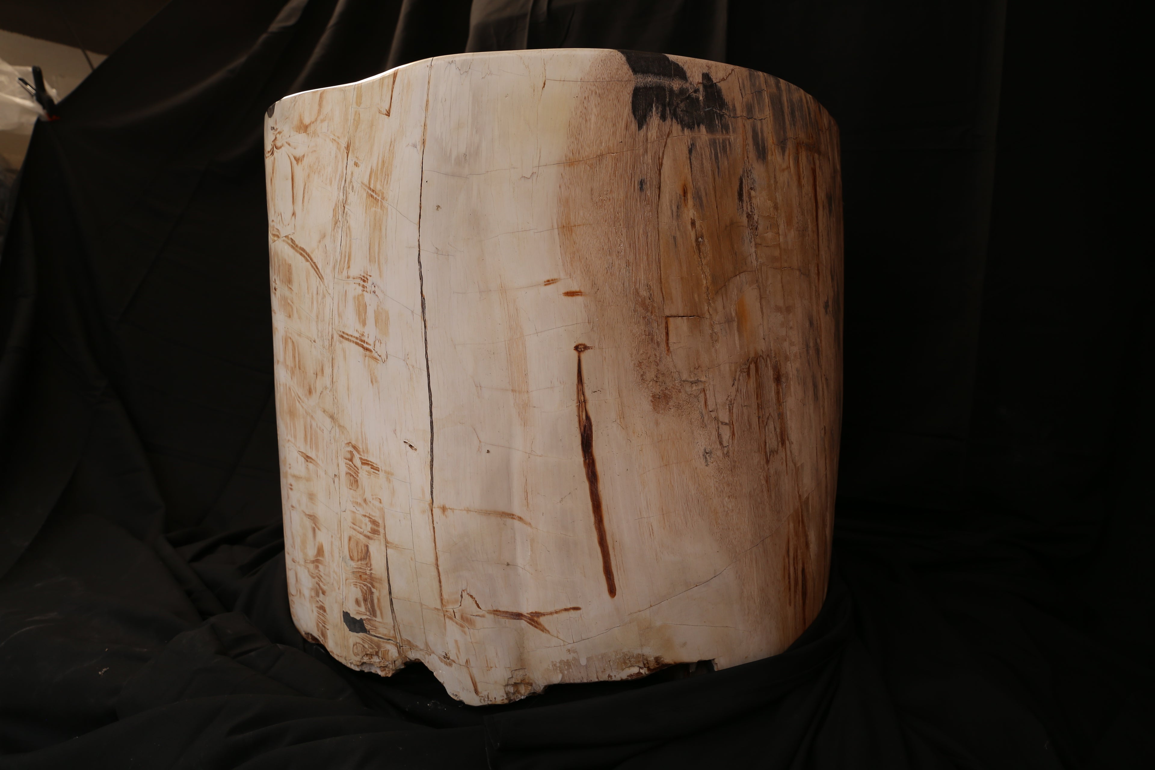 Rare Specimen of Petrified Wood