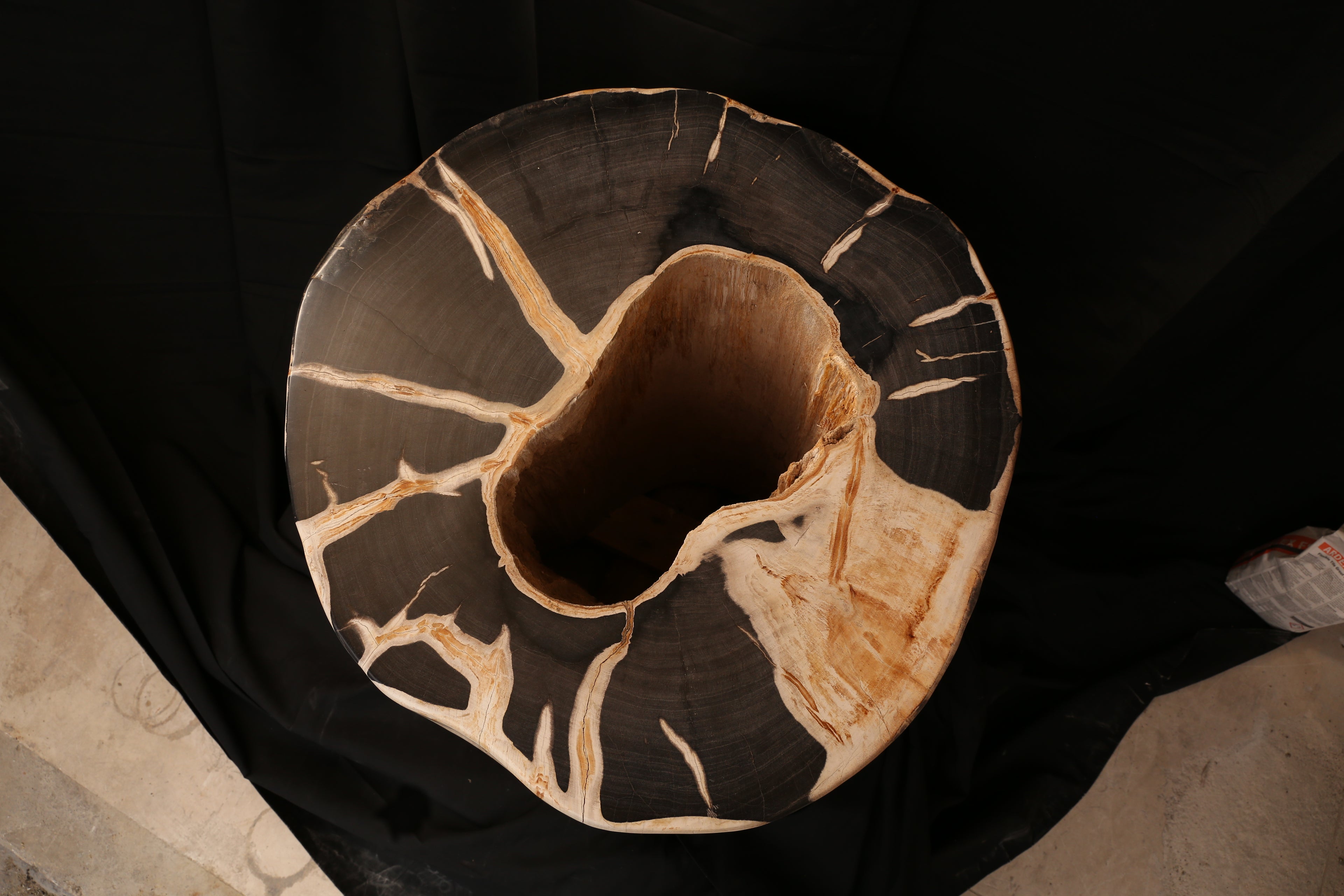 Rare Specimen of Petrified Wood