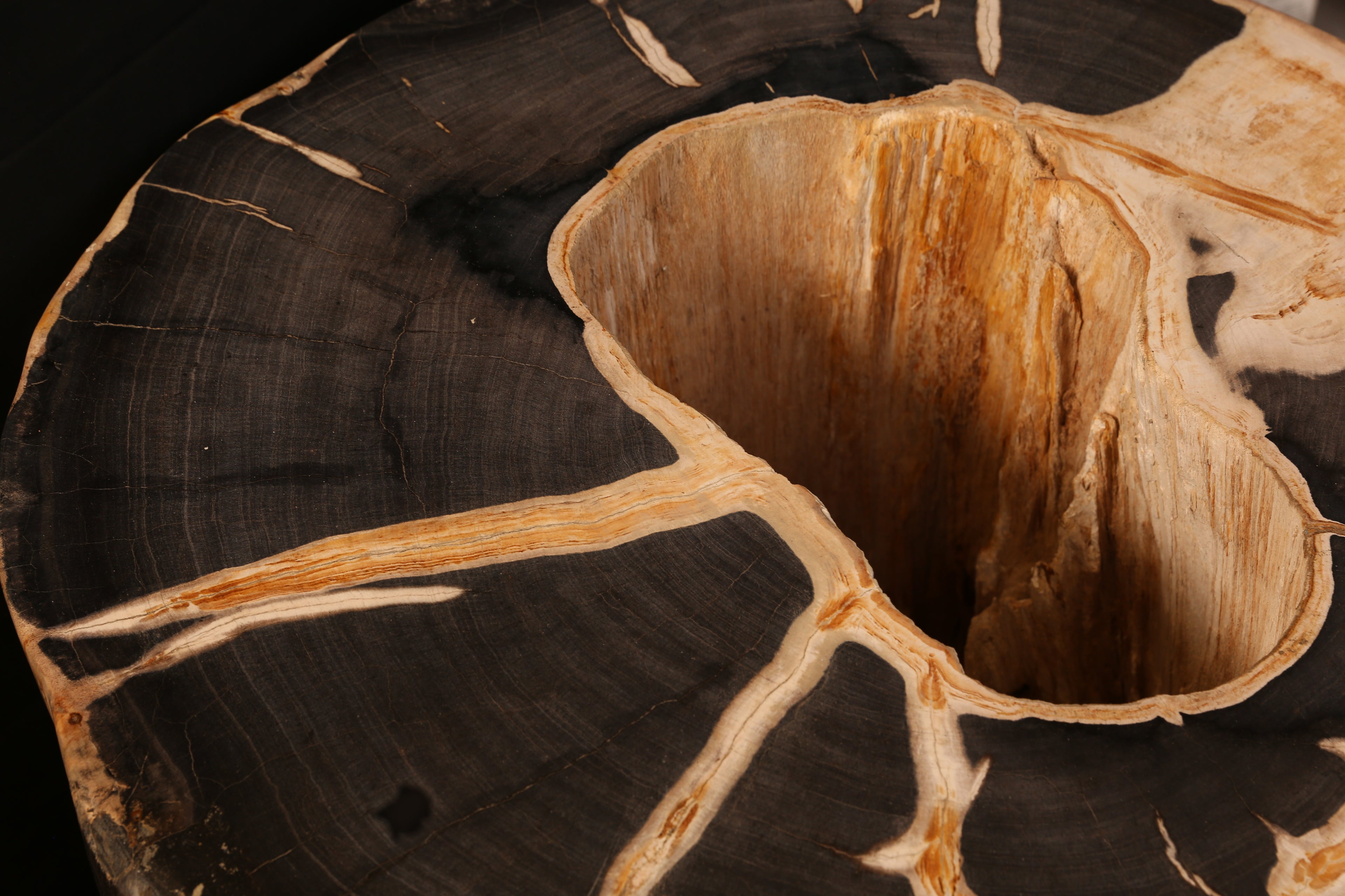 Rare Specimen of Petrified Wood