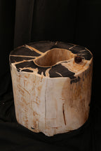 Rare Specimen of Petrified Wood