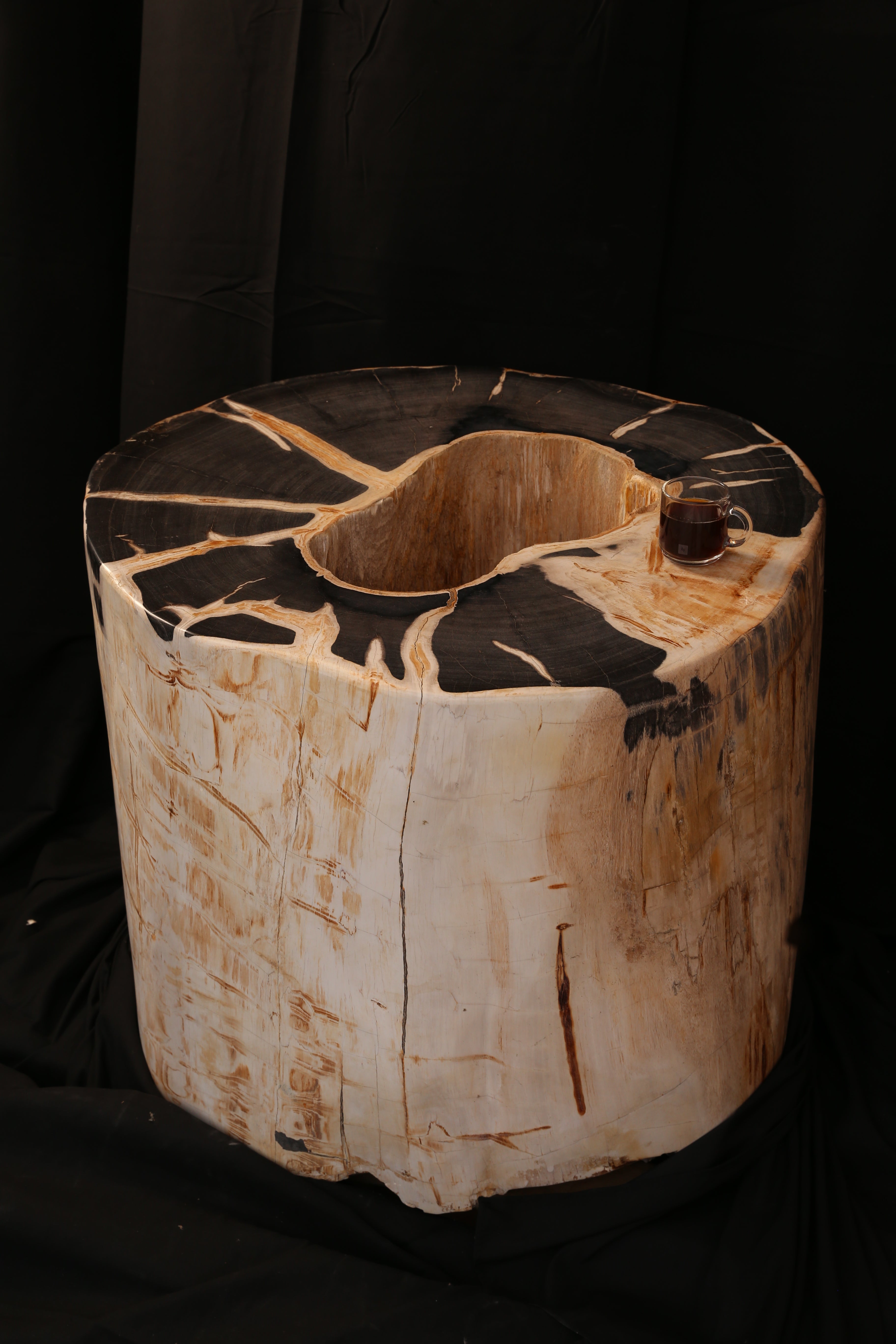 Rare Specimen of Petrified Wood