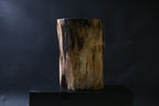 Elegant Petrified Wood Side Table