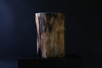 Elegant Petrified Wood Side Table