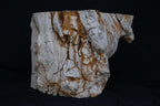 Stunning Petrified Wood Coffee Table