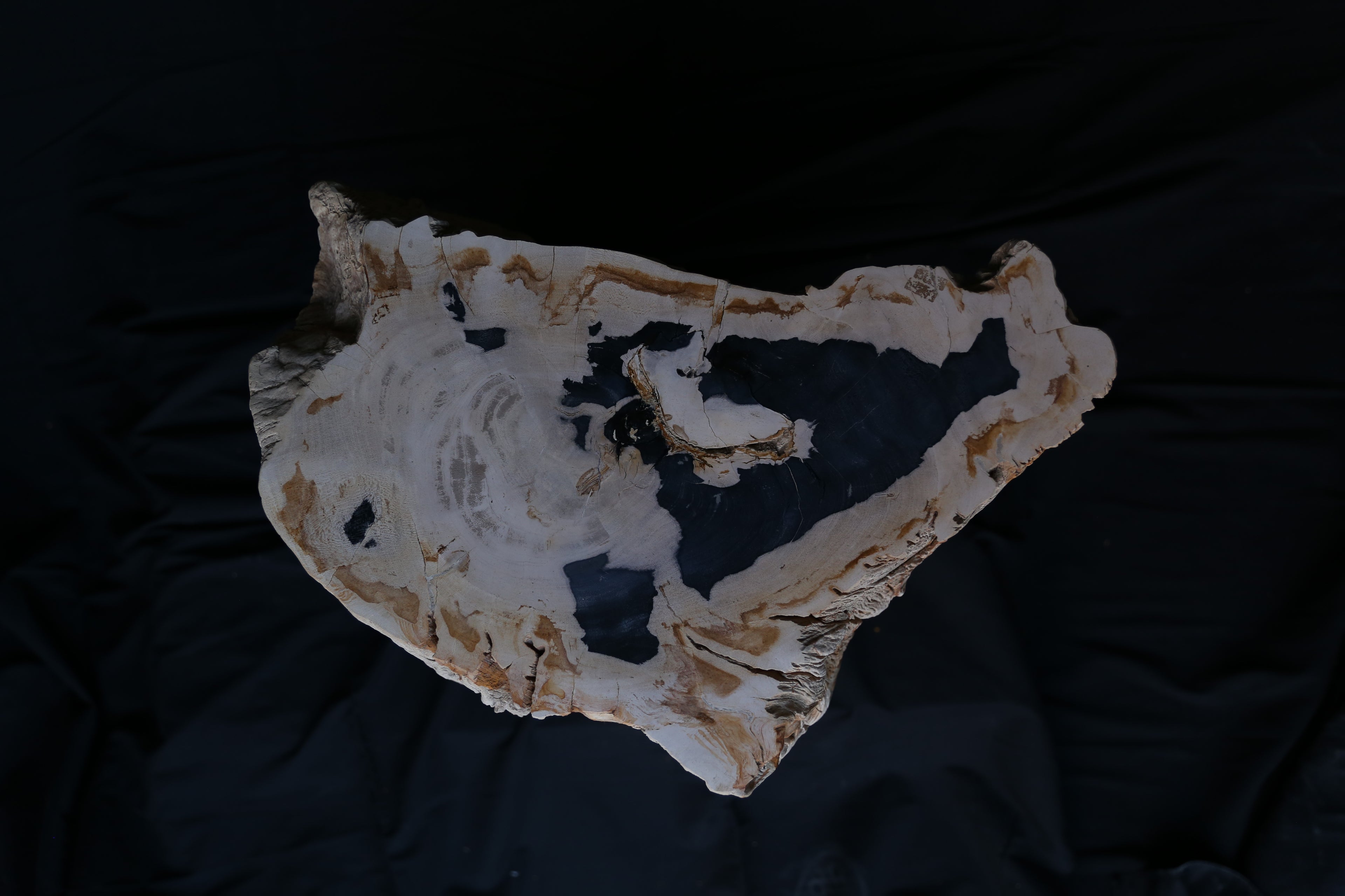 Stunning Petrified Wood Coffee Table