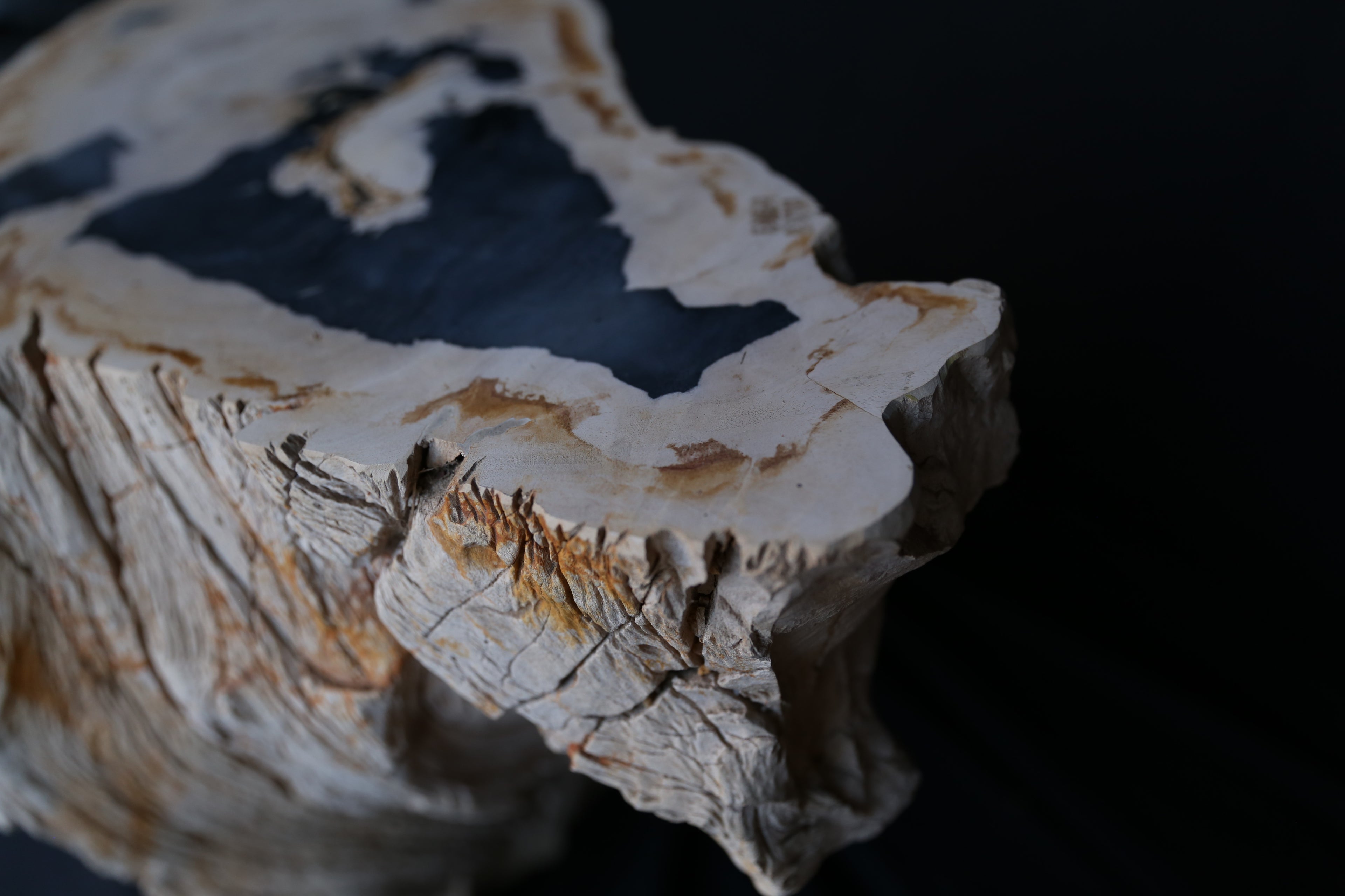 Stunning Petrified Wood Coffee Table
