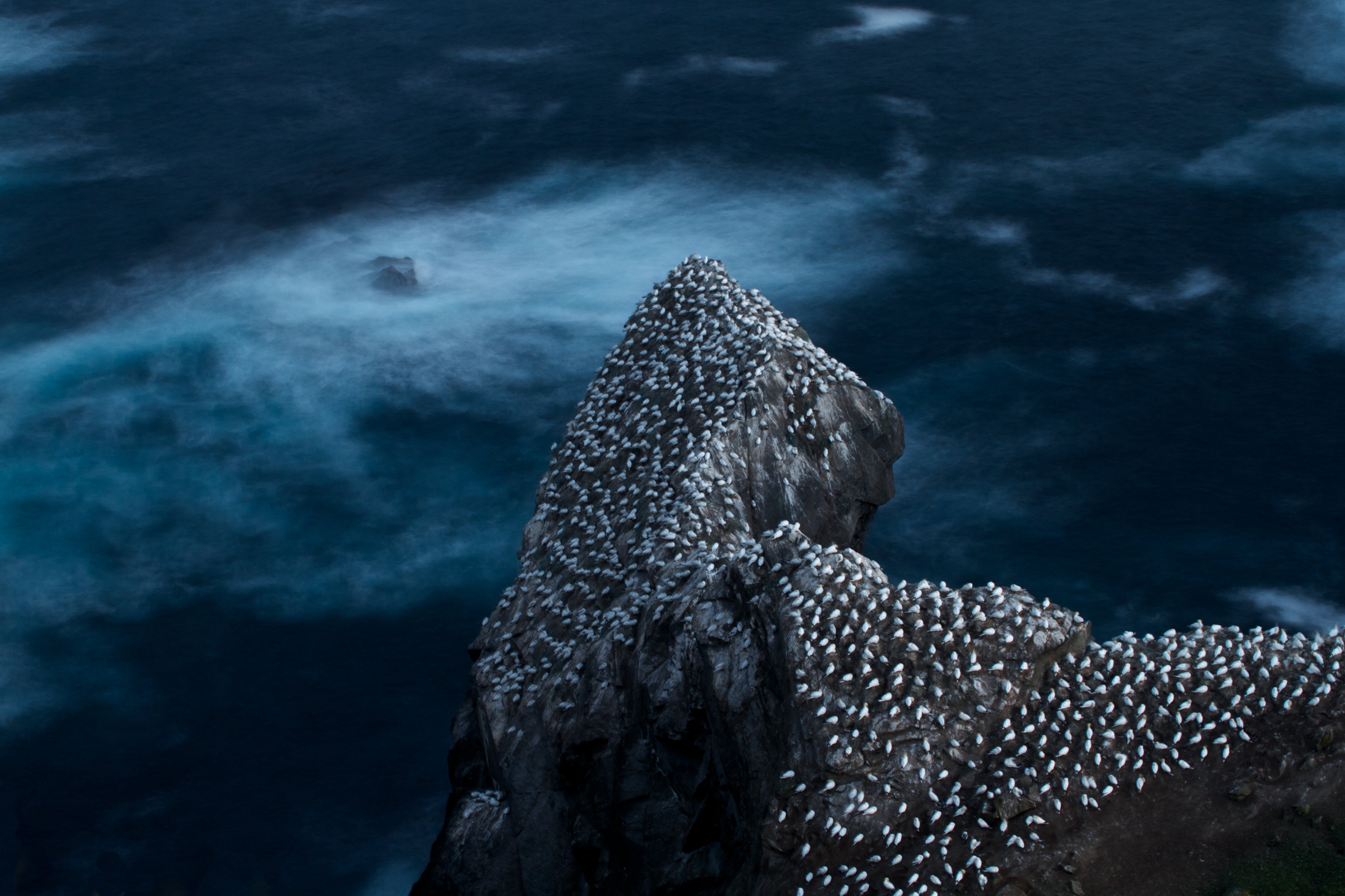 Gannets under Moonlight print